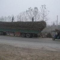 魯/專供/毛白楊 /千頭椿國槐合歡白蠟法桐垂柳107楊樹