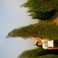 供應(yīng)各種規(guī)格側(cè)柏-山西苗木專業(yè)供應(yīng)商