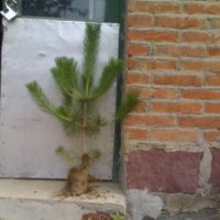 出售 黑松 油松側(cè)柏 苗木