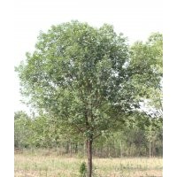 供應優(yōu)質(zhì)白蠟