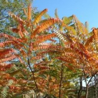 供應優(yōu)質(zhì)火炬樹