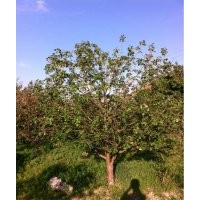 北京八棱海棠樹(shù)