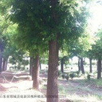 供應(yīng)自家苗木，國槐，合歡，法桐，欒樹