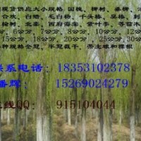 山西A太原米徑6-8公分垂柳價格5-8公分垂柳、饅頭柳價格