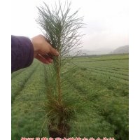 2013年樟子松最新價(jià)格，樟子松價(jià)格，樟子松樹苗