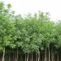 哪里出售優(yōu)質(zhì)速生柳樹苗 速生國(guó)槐 速生白蠟 小苗