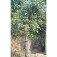 安慶龍山名樹(shù)園出售大規(guī)格絲棉木