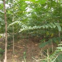 山東臭椿樹 3公分臭椿產(chǎn)地 4公分臭椿圖片