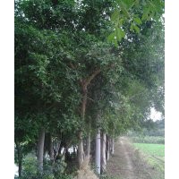 供應(yīng)小葉榕8公分，小葉榕18公分買小葉榕28公分