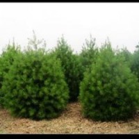 供應(yīng)側(cè)柏 白皮松 紫葉李 鈣果苗 國(guó)槐苗 刺槐