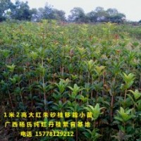 供應1米2高優(yōu)質大紅朱砂桂移栽小苗