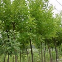 中國(guó)什么地方有賣速生國(guó)槐的，國(guó)槐樹苗？