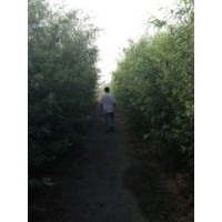 出售優(yōu)質(zhì)竹柳、白蠟