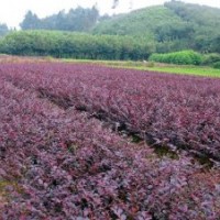 供應(yīng)紅花繼木、杜鵑、紅葉石楠、金邊黃楊、金葉女貞等工程小苗