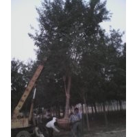 現(xiàn)貨供應(yīng)8 10 12 15的白蠟 國(guó)槐