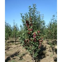 出售海棠樹