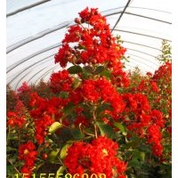 紅火箭紫薇種植是機把握