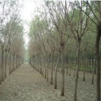 國(guó)槐供應(yīng)-國(guó)槐小苗價(jià)格