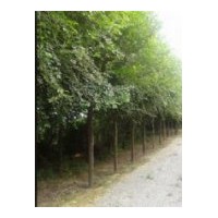 供應(yīng)榆樹(shù)