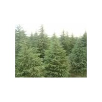 雪松價格/雪松基地/雪松信息