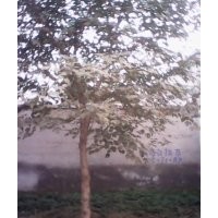 大量出售各種規(guī)格，大構(gòu)樹。