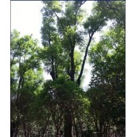 國(guó)槐15-42 茶條槭15-45 皂角18-47