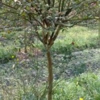 香樟、紅楓、天竺桂、櫻花、紫荊