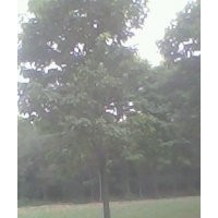 18公分楸樹，梓樹苗，定桿欒樹，大葉女貞，合歡，紫薇，速生楊