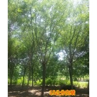 山西白蠟供應商 專供太原15公分白蠟