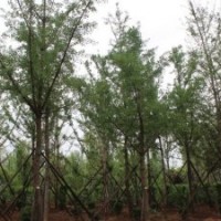 出售五角楓，白蠟，銀杏