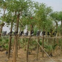 供應(yīng)雞冠刺桐，雞冠刺桐產(chǎn)地，雞冠刺桐報(bào)價(jià)