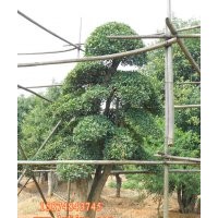 精品造型區(qū)-瀏陽造型榆樹-精品造型榆樹基地-小駱榆樹苗圃