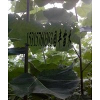 毛白楊雄株.山東毛白楊價(jià)格.窄冠毛白楊