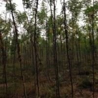 香花槐2-4公分8-12公分，國槐8-9公分