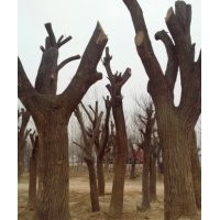 出售18cm全冠國(guó)槐白蠟、柳樹