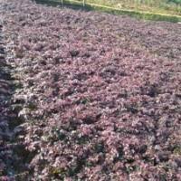 湖南紅花繼木價(jià)格，紅花繼木小苗價(jià)格，紅花繼木球價(jià)格