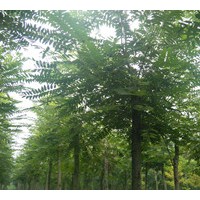  供應(yīng)千頭椿、國槐、刺槐、榆樹、合歡等苗木