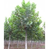 供應(yīng)各種規(guī)格法桐-法桐價格-法桐種植