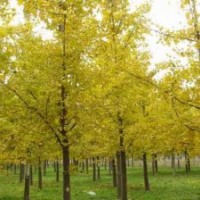 泡桐樹苗|刺槐苗木|泡桐|刺槐