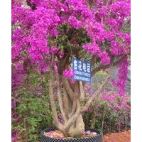 三角梅（葉子花）