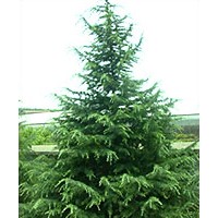 農(nóng)戶直銷3-8米雪松