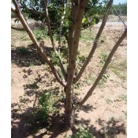 移栽京紅海棠樹