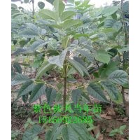 哪里紫色秋天白蠟請找王青松