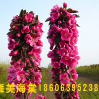 供應(yīng)芭蕾舞海棠，芭蕾舞海棠也叫舞美海棠，臨沂木瓜園藝場(chǎng)有售
