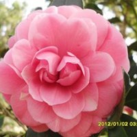 哪里有五寶山茶花批發(fā)