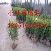 小葉黃楊供應(yīng)，小葉黃楊球出售，小葉黃楊專賣，小葉黃楊種植，小