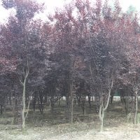 供應(yīng)紅葉李 成都紅葉李苗木批發(fā) 成都紅葉李