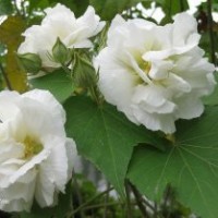 成都精品芙蓉花（開富貴）批發(fā)