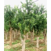 供應(yīng)湖北香泡香櫞柚子樹