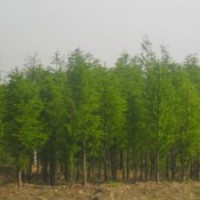 池杉價格，江蘇池杉基地